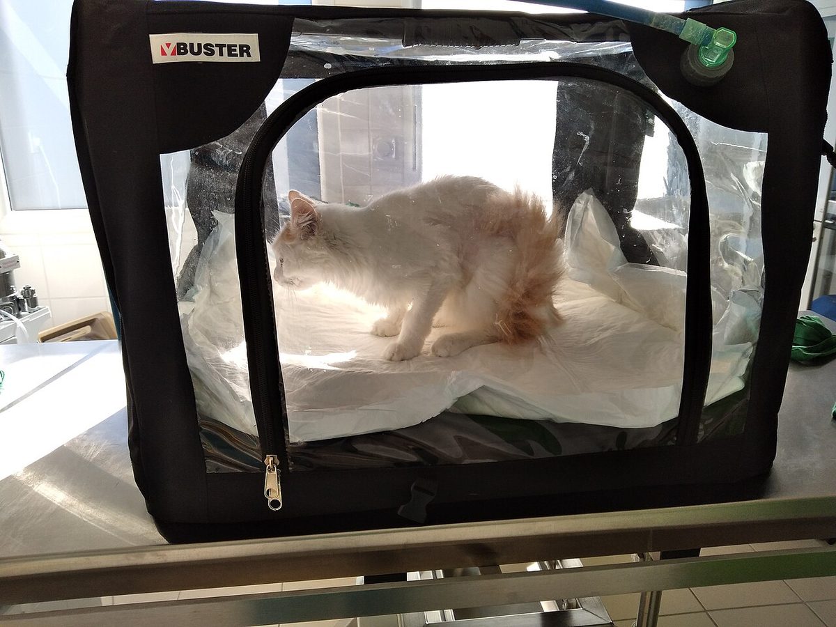 Veterinary ICU