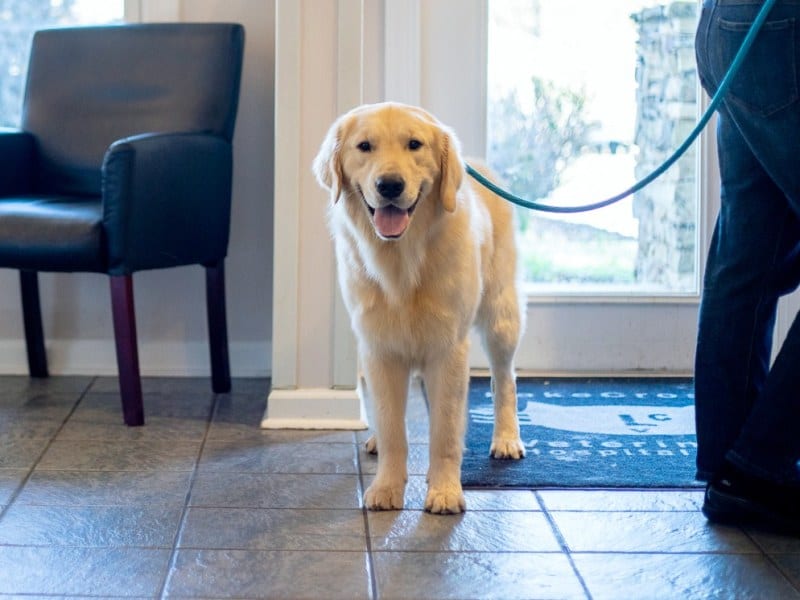 Cream-coloured dog on a leash standing on a tile floor near a leather chair and a window