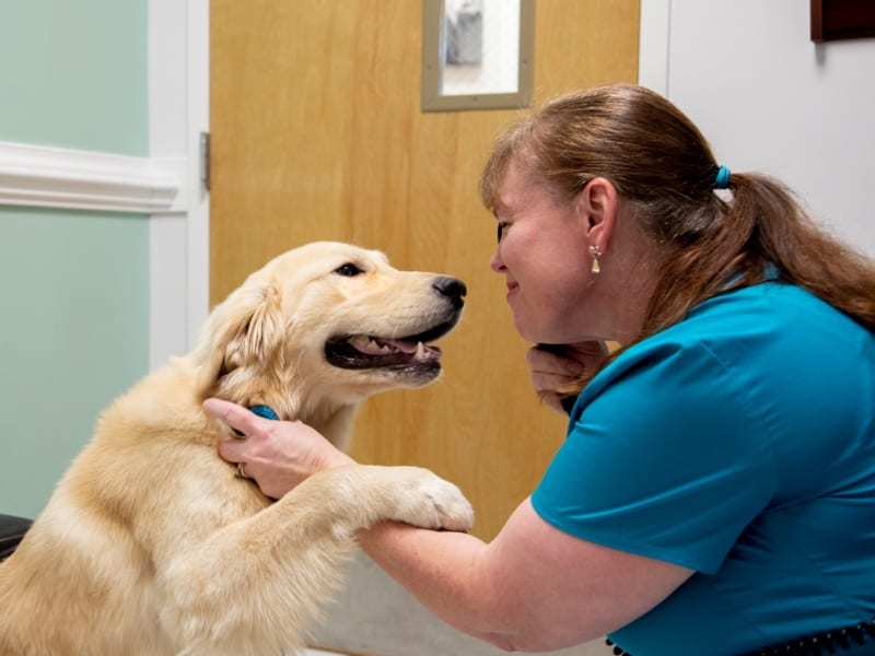 LakeCross Veterinary Hospital - Huntersville
