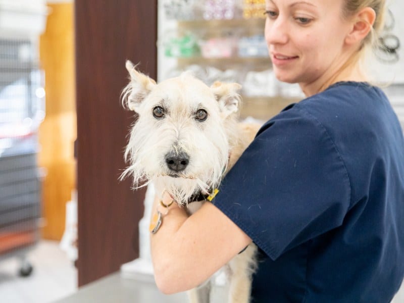 Person in navy scrubs holding a small white dog with shaggy fur against their shoulder