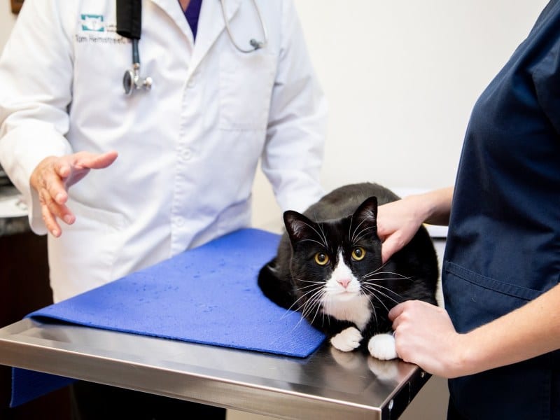 Black and white cat lying on a blue mat on a steel exam table with two people beside it