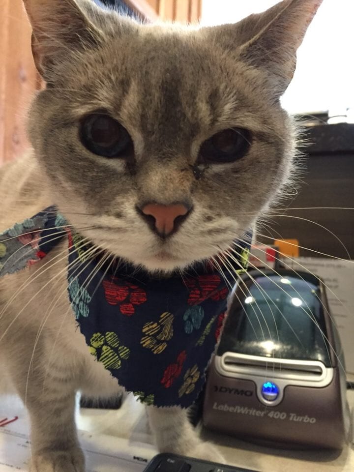 Grey cat in a navy paw-print bandana next to a label printer on a counter