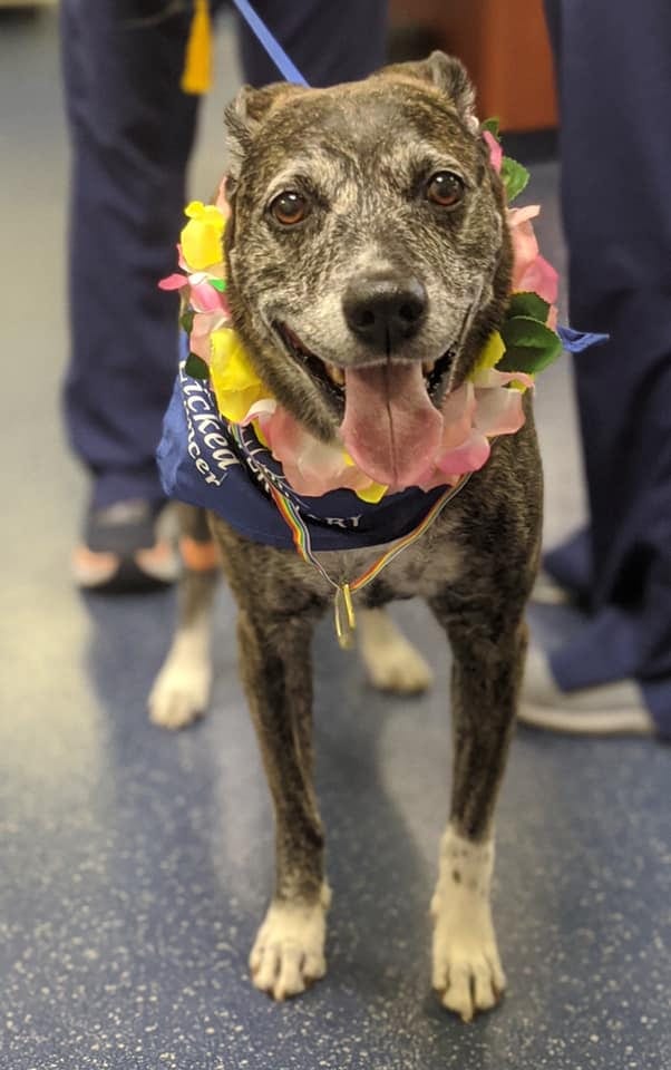 Grey and brown dog wearing a flower lei and a navy bandana on a blue speckled floor