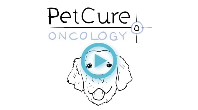 Video thumbnail with a play button over a line drawing of a dog's face and PetCure Oncology lettering