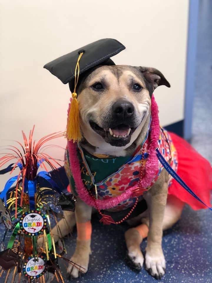 Smiling dog in a black graduation cap, pink lei and red tutu beside Congrats Grad decorations