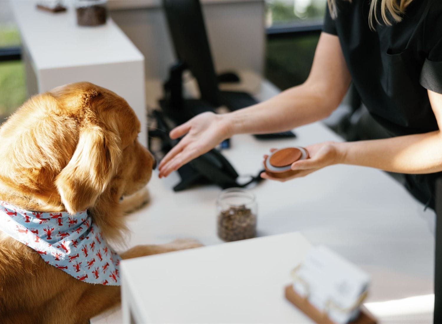 Golden-coloured dog in a patterned bandana at a white counter as a person holds out a small tin