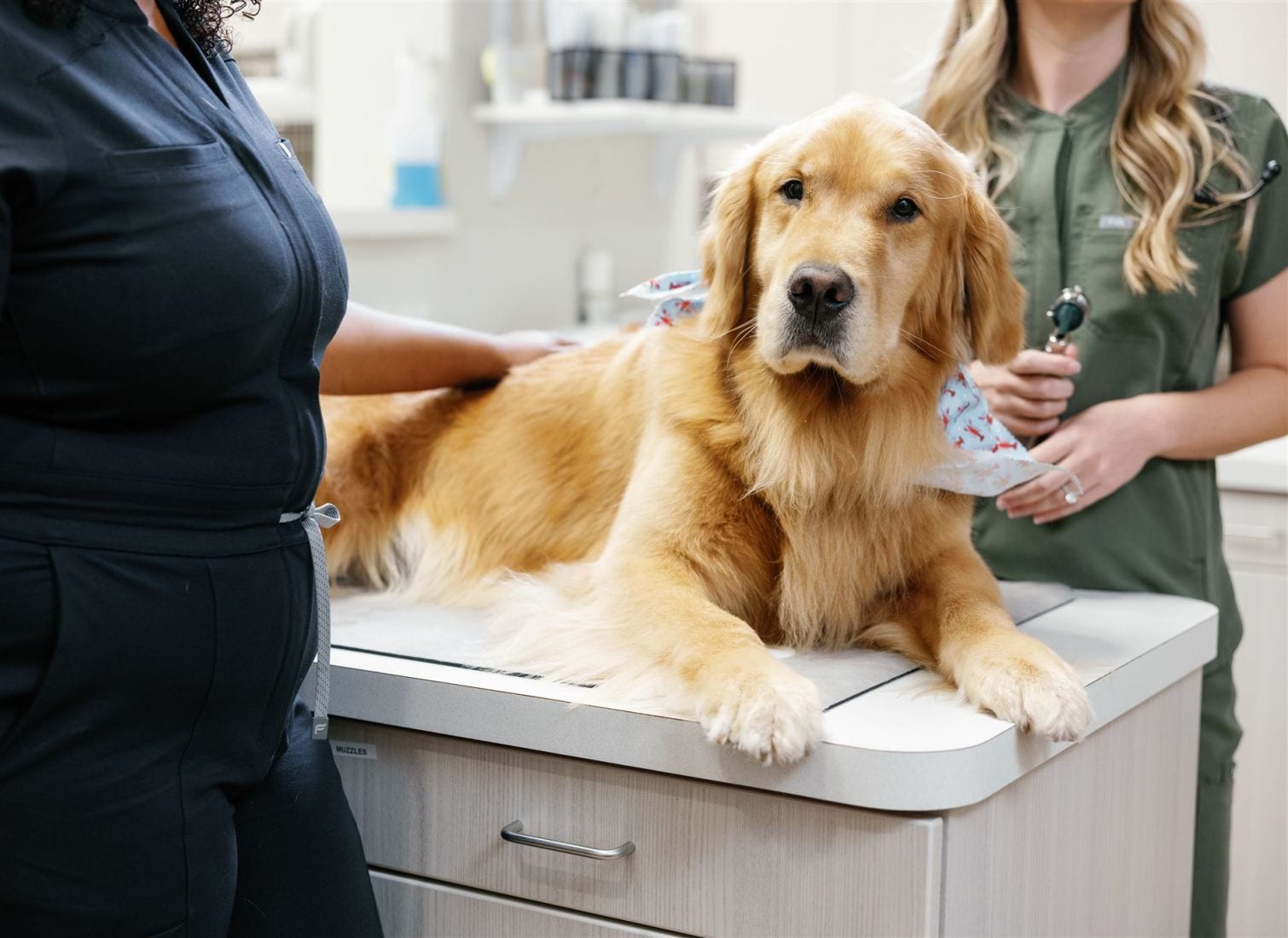 Willow Pet Hospital - Charlotte