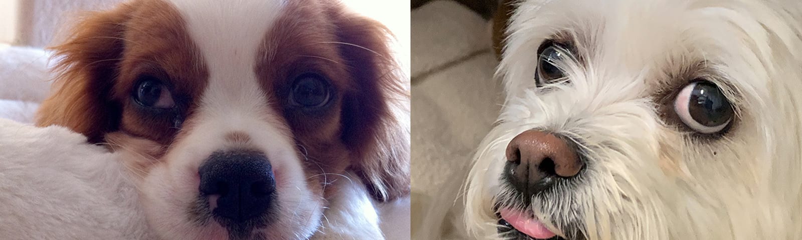 Collage of two close-up dog photos, one brown and white and one small and white