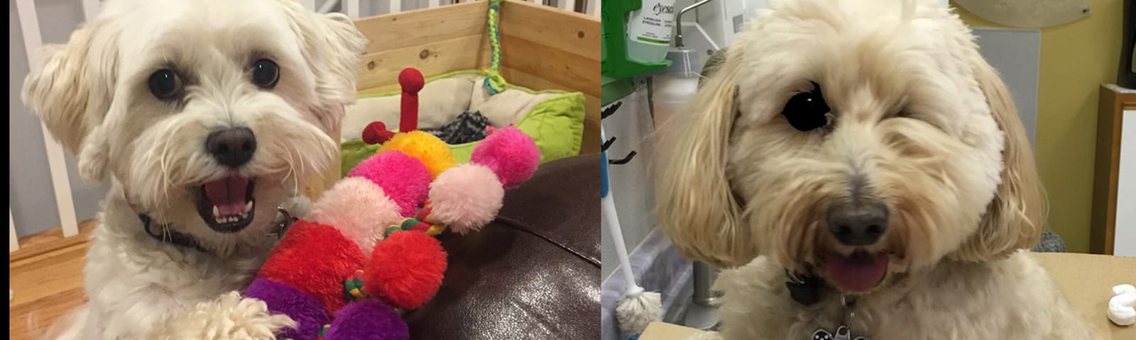 Collage of two photos of fluffy cream dogs, one beside a colourful pom-pom toy