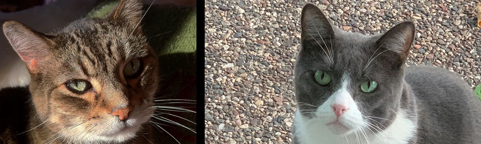 Collage of two photos showing a tabby cat and a grey and white cat with green eyes