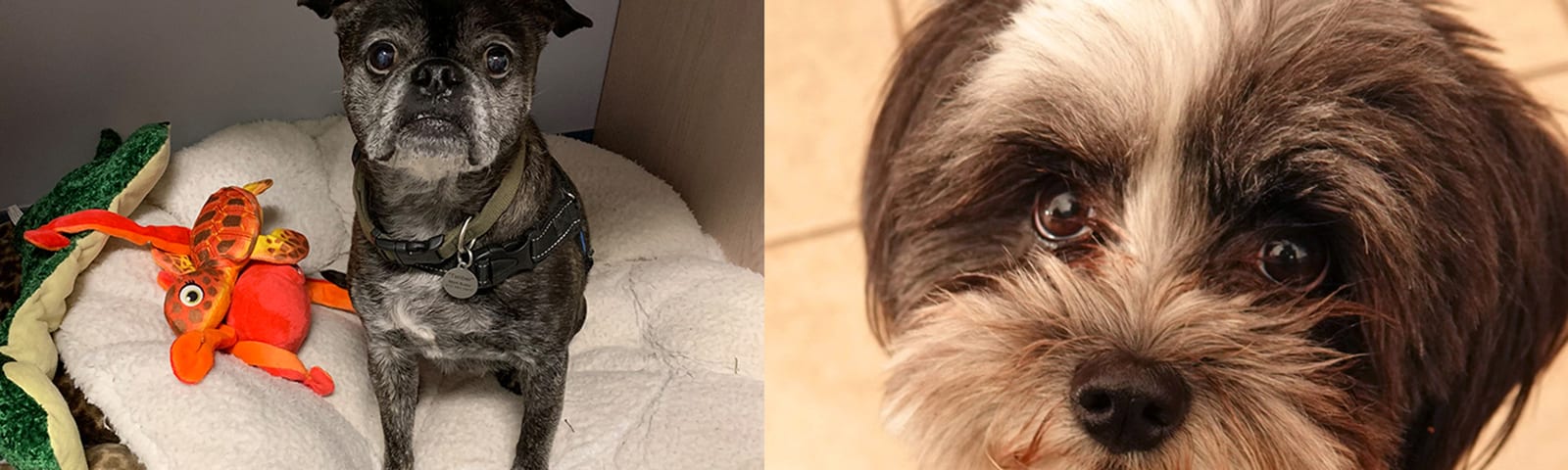 Collage of two dog photos: a small dark dog on a cushion and a close-up of a fluffy dog