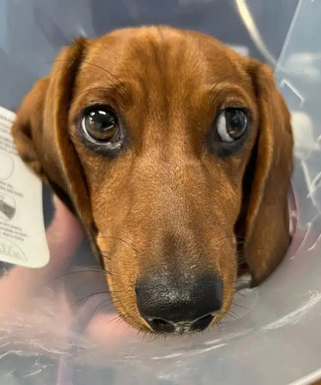 Close-up of a brown dog with long drooping ears wearing a clear plastic cone