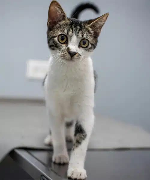 Young tabby and white cat standing on a dark table against a grey wall