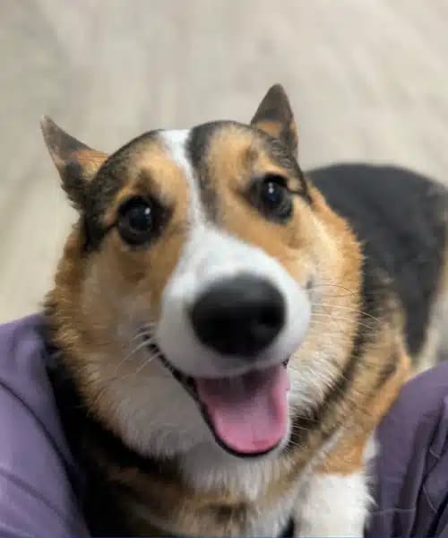 Smiling dog with tan, black and white fur and its pink tongue out