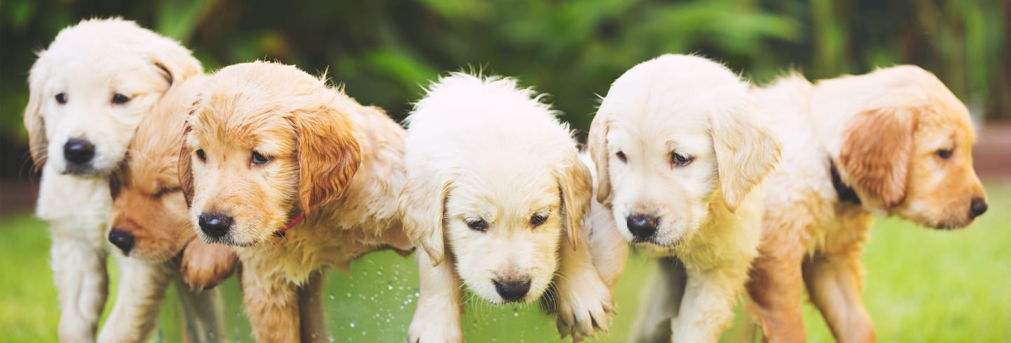 Five fluffy cream and golden puppies standing in a row on green grass