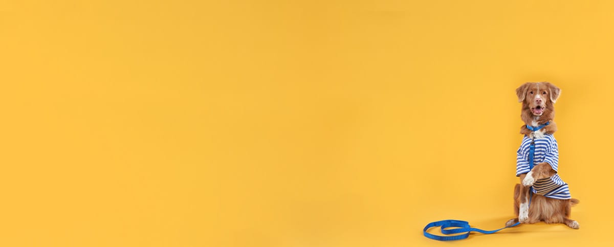 Brown dog in a striped shirt sitting at the far right of a plain yellow-orange background