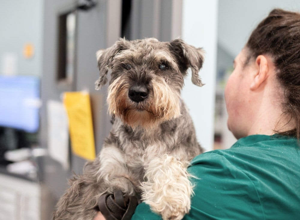 Veterinary Medical Center of Long Island - West Islip