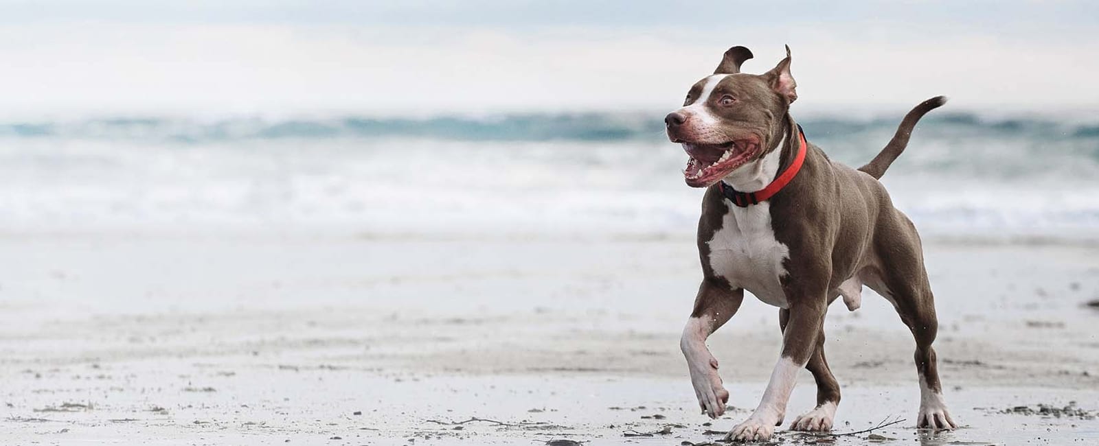 Brown and white dog with a red collar running on wet sand with waves behind it