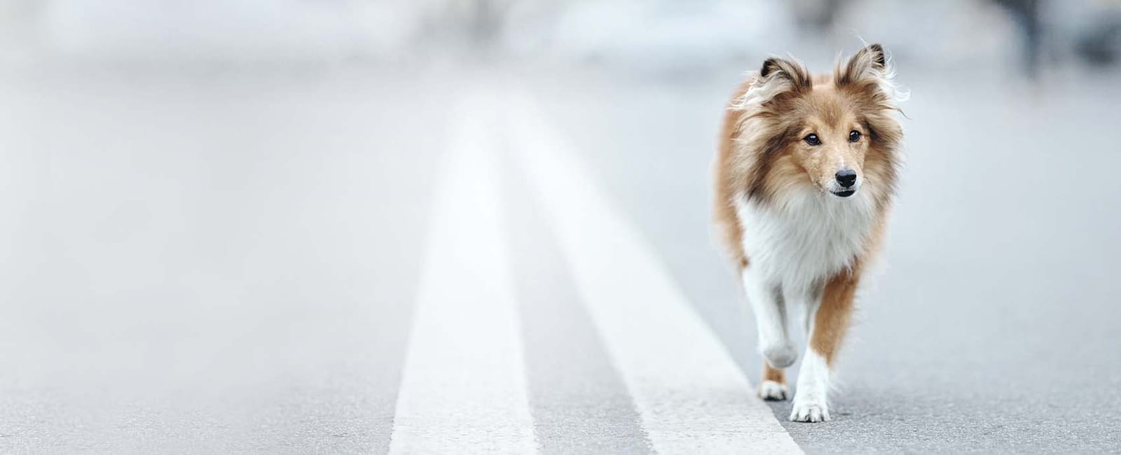 Long-haired brown and white dog walking along a grey road marked with white lines