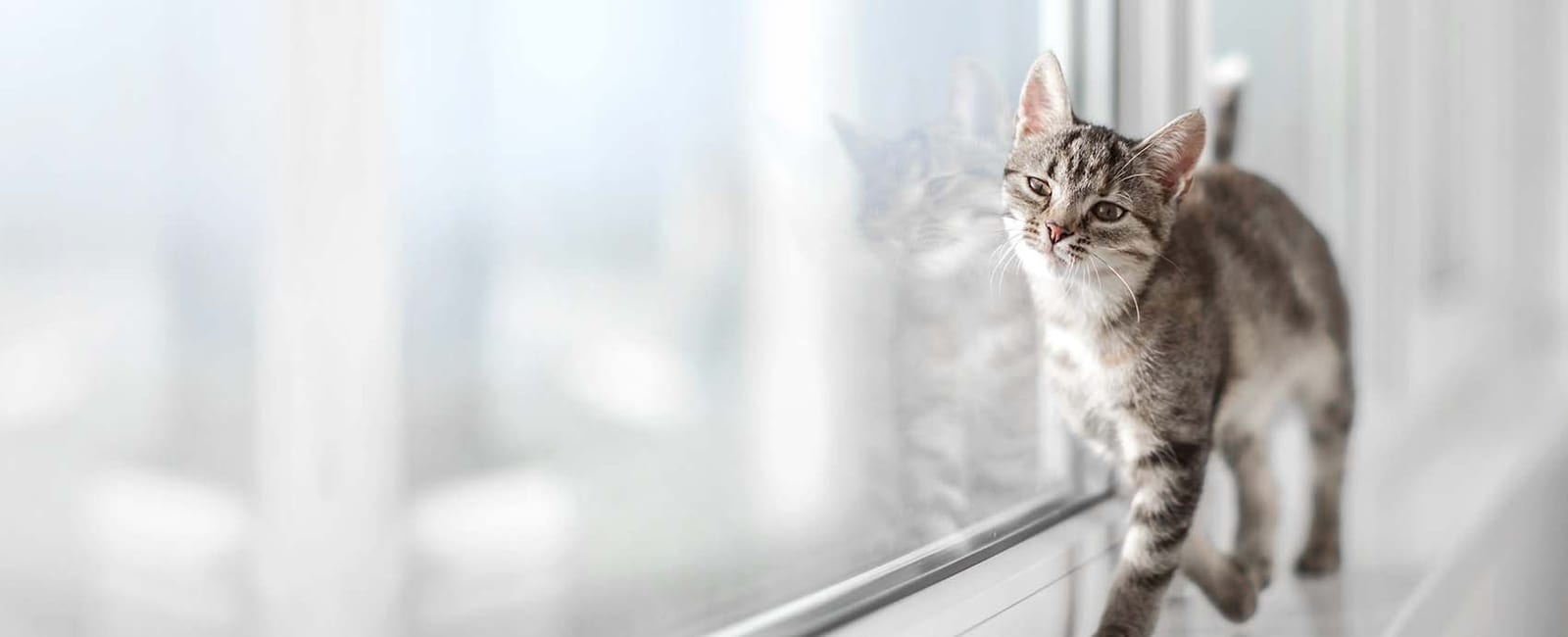 Small grey tabby kitten walking along a windowsill beside a large window
