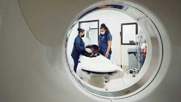 Two people in navy scrubs and masks beside an animal on a table, seen through a round scanner opening
