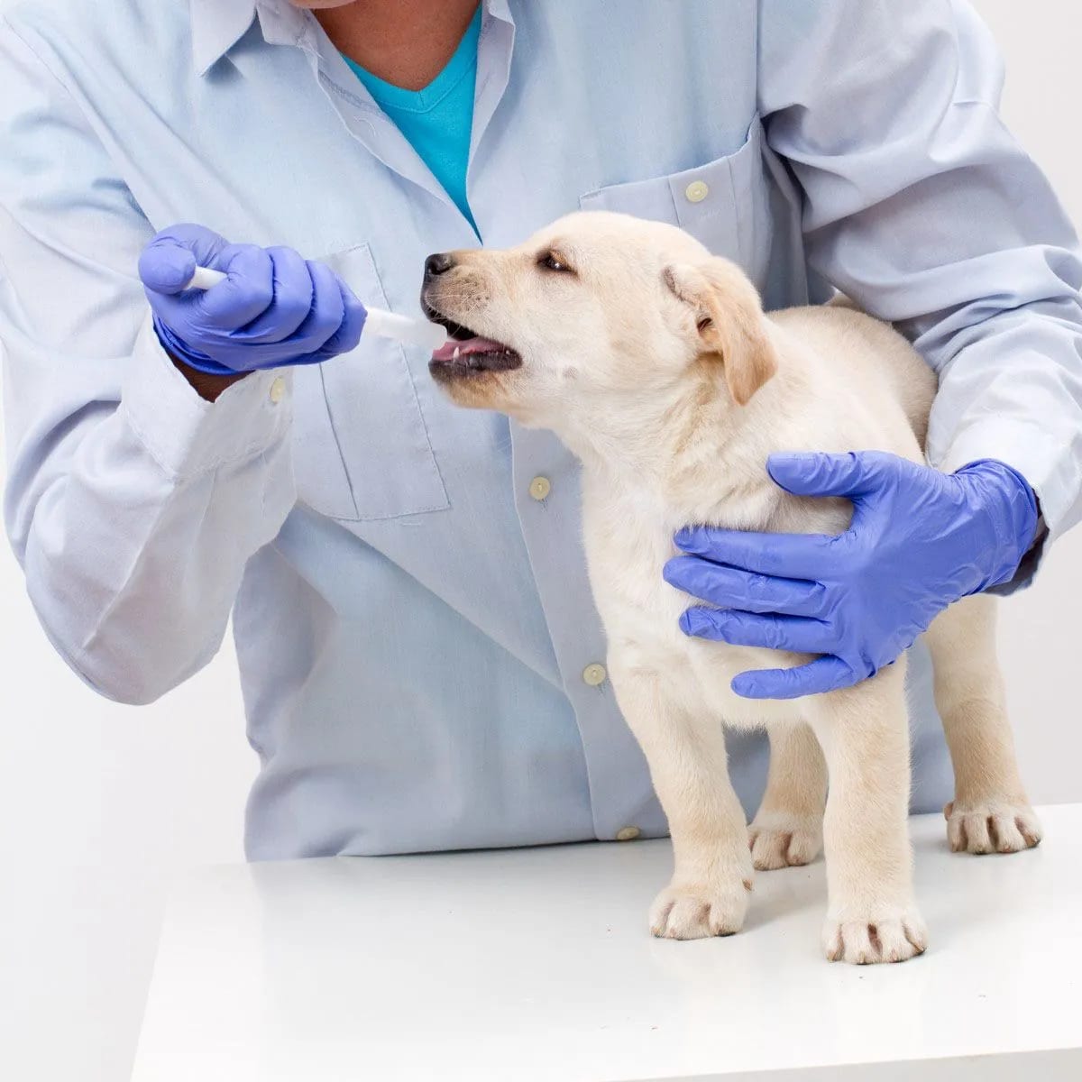 Allure Veterinary Hospital & Urgent Care - New Braunfels