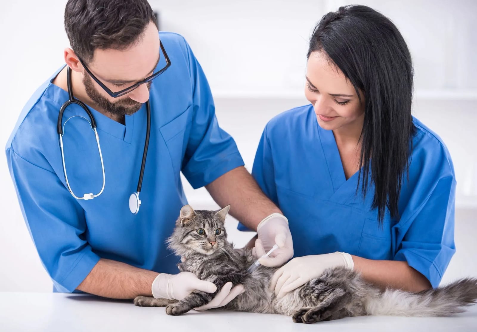 Two people in blue scrubs and gloves with a fluffy grey tabby cat on a white table