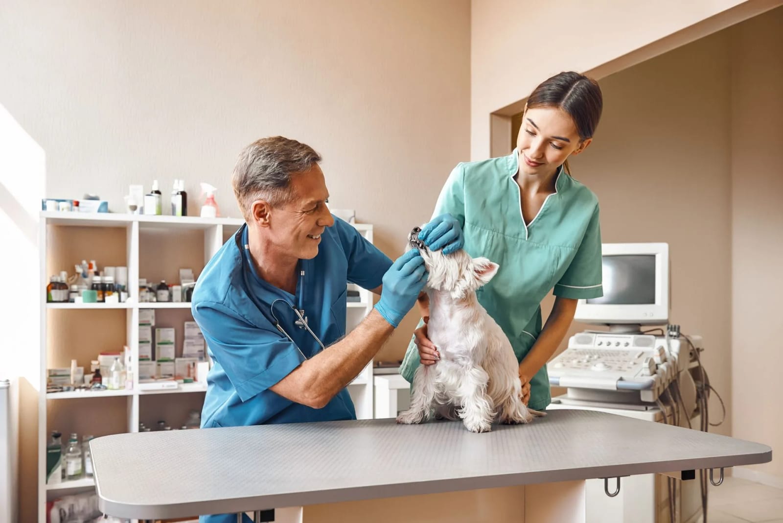 Two people in scrubs handling a small white dog on an exam table beside shelves and a monitor