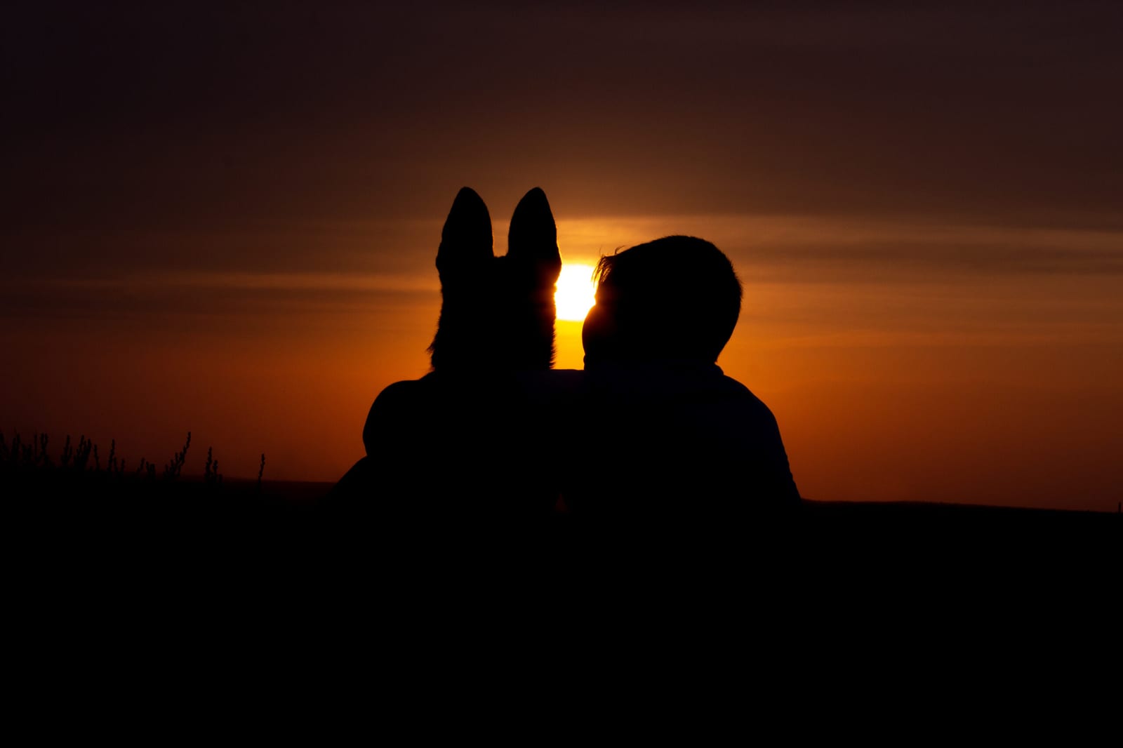 Sunstone Veterinary Specialists - Portland