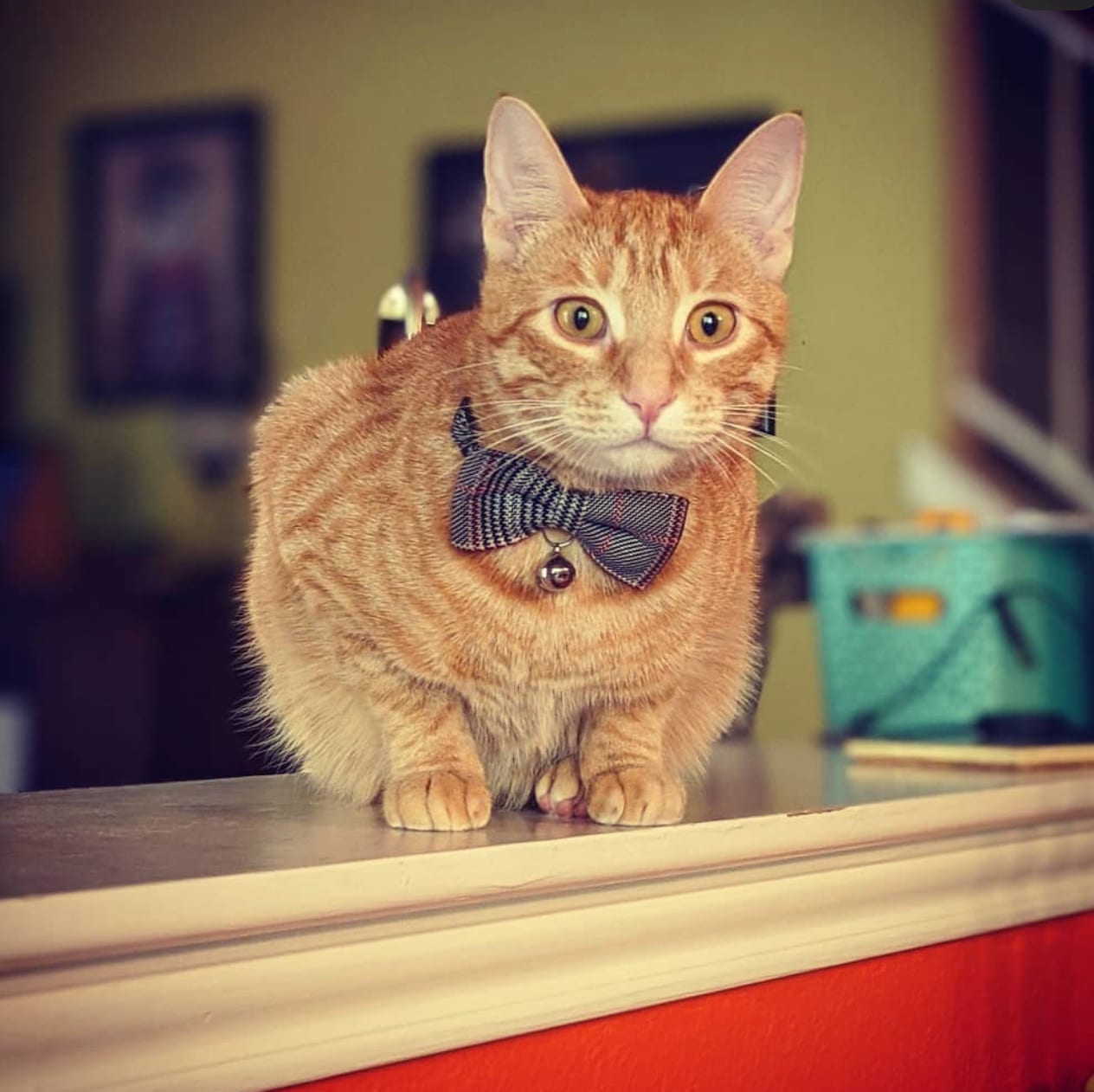 Orange tabby cat wearing a grey checked bow tie sitting on the edge of a counter