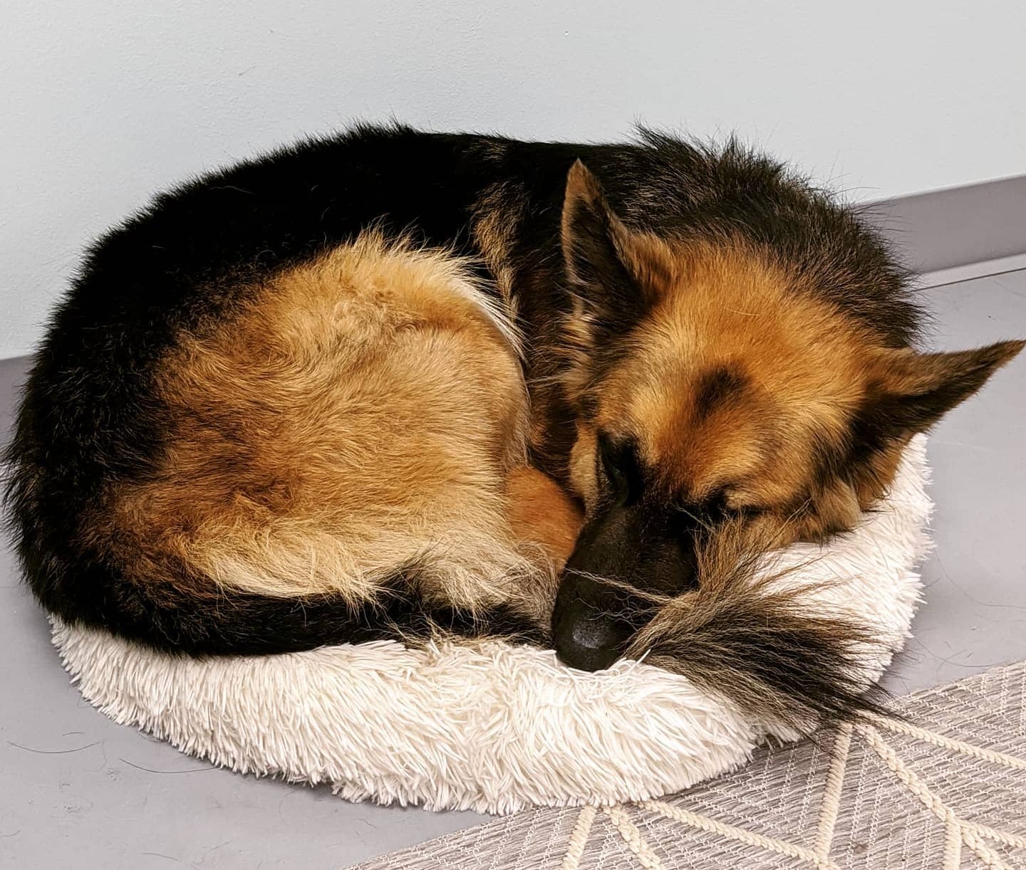 Far West Veterinary Clinic - Austin