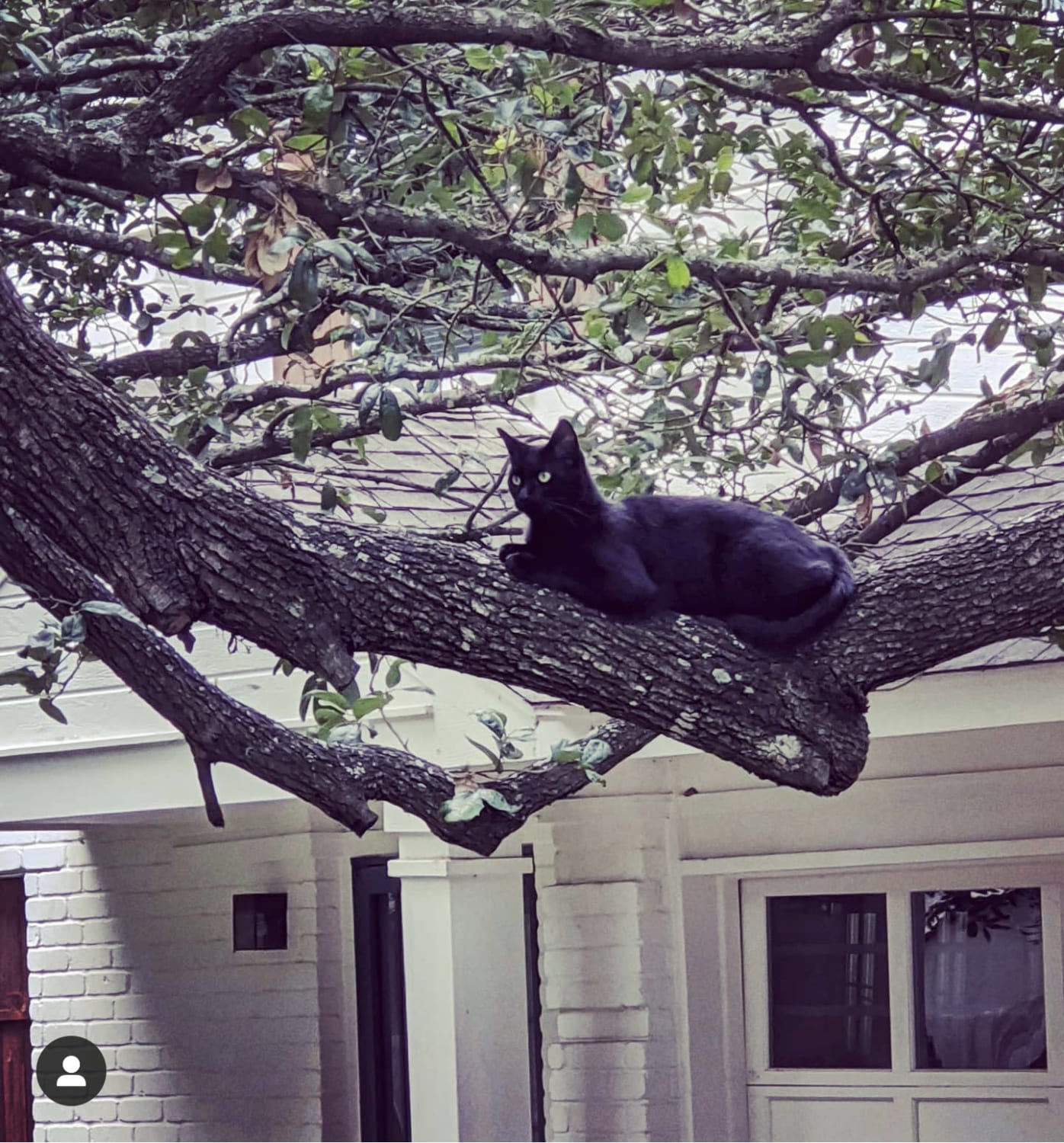 Black cat lying along a thick tree branch above a white brick house with a large window