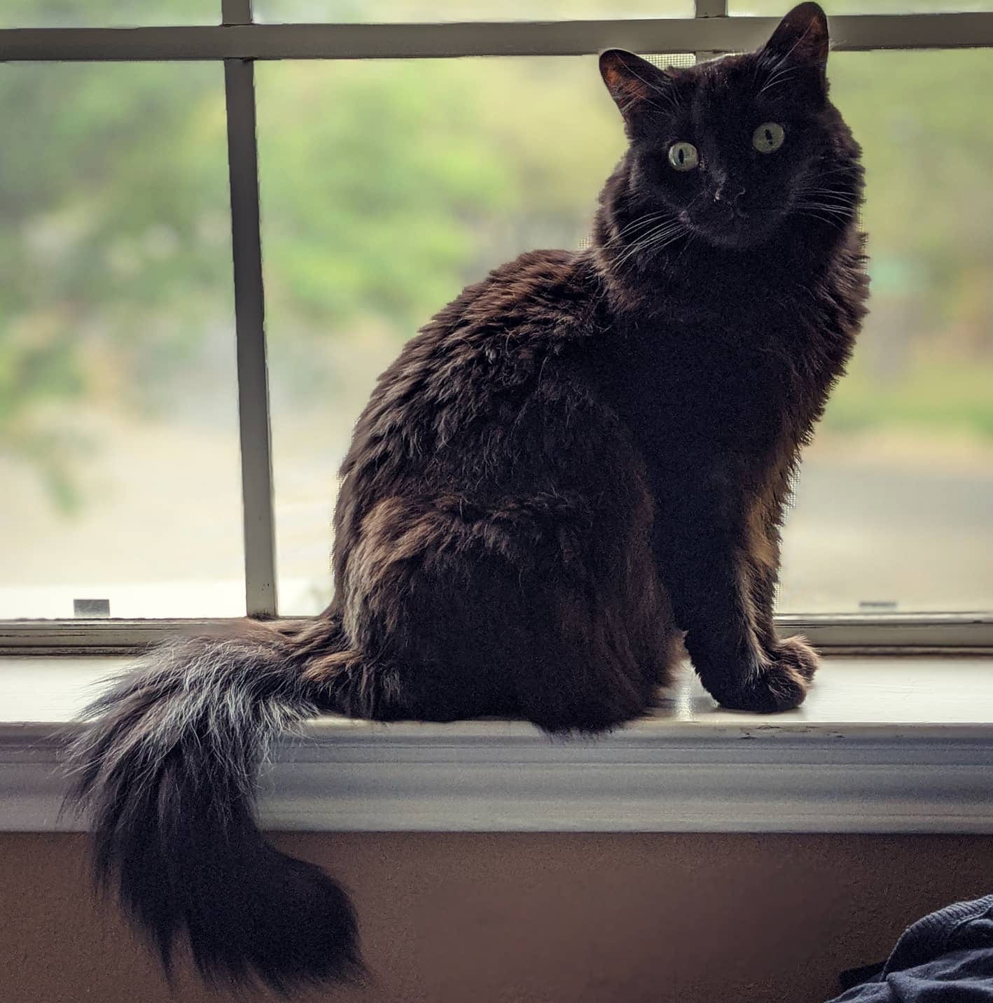 Fluffy dark brown cat with green eyes sitting upright on a windowsill