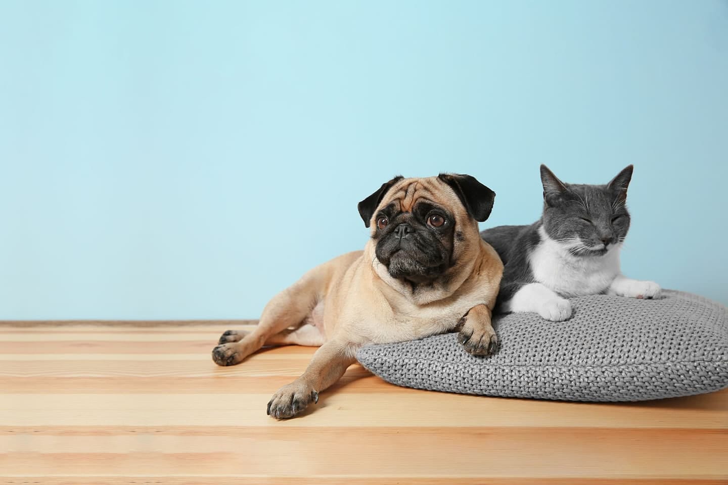 Crossroads Animal Hospital - Newnan