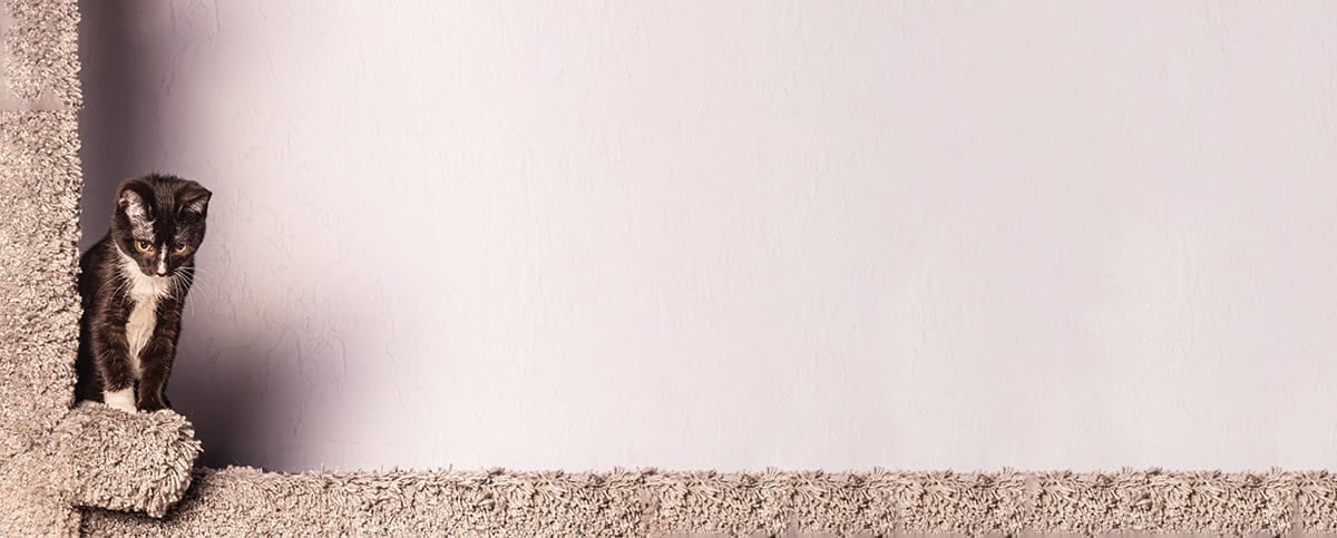 Small black and white cat looking down from the corner of a carpeted ledge against a pale lavender wall