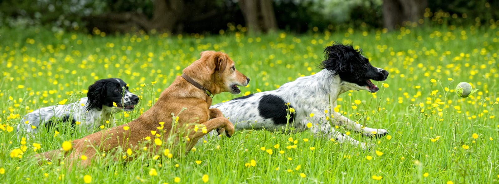 Three dogs running through a meadow of yellow wildflowers