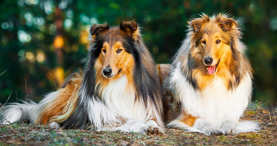 Two long-haired tan, black and white dogs sitting outdoors in a wooded area