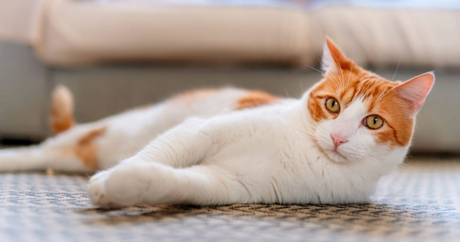 White and orange cat lying on a patterned rug in front of a sofa