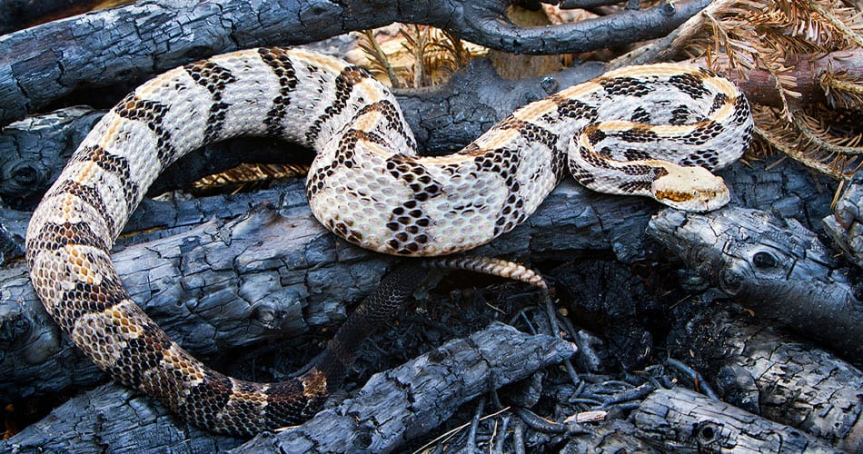 Patterned snake coiled across charred black logs