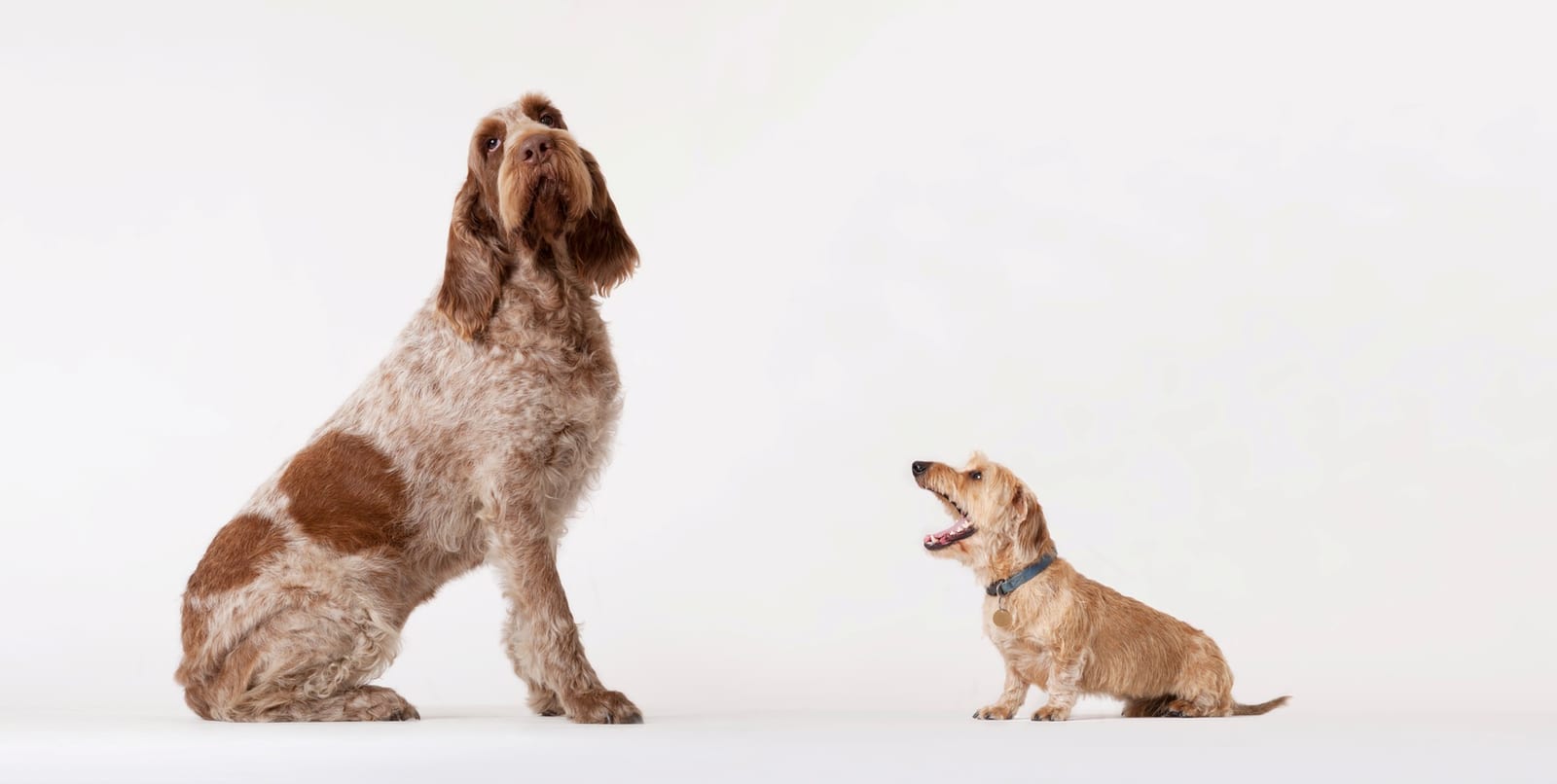 Large brown and white dog sitting beside a small tan dog on a white background