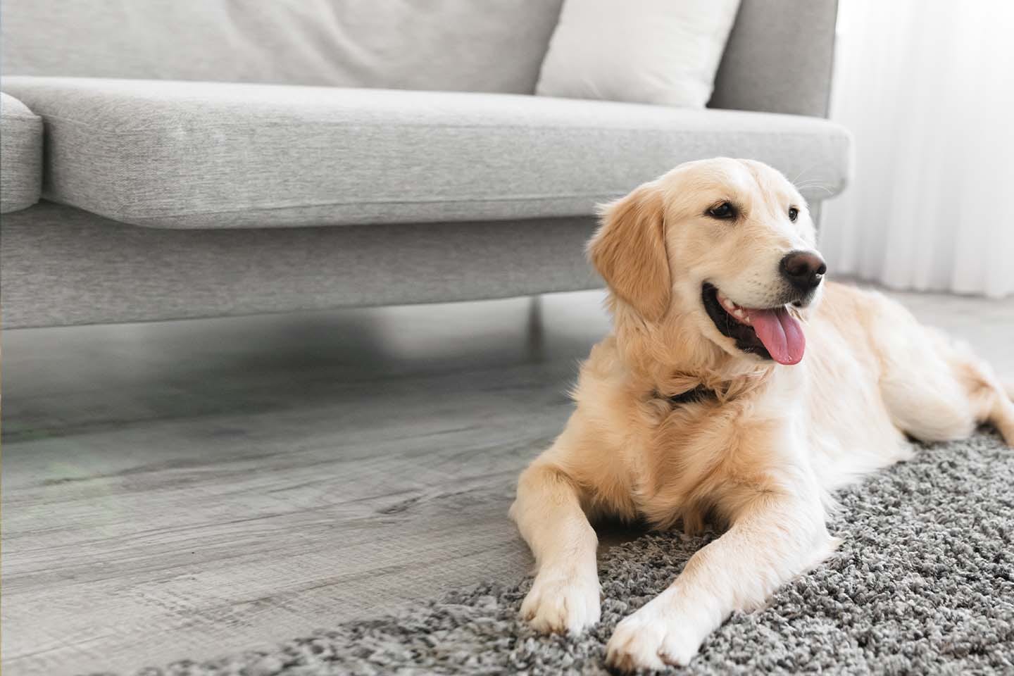 Golden dog with its tongue out resting on a fluffy rug beside a grey sofa