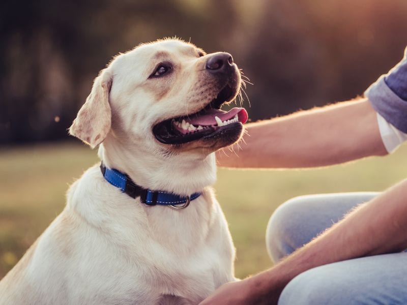 Pale yellow dog in a blue collar looking up while a person pets it outdoors
