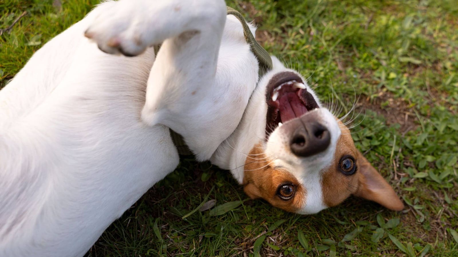 Crossroad Animal Hospital - Savannah