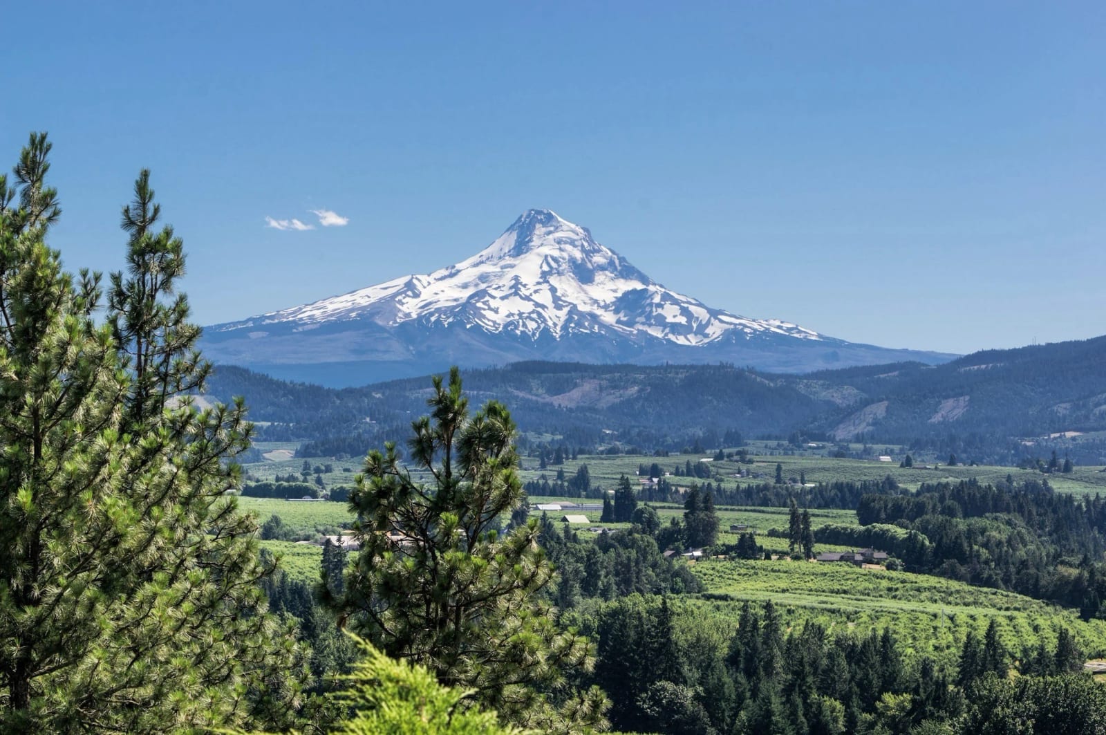 Snow-capped mountain above a green valley with pine trees in the foreground