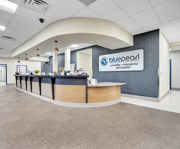 Reception area at BluePearl with a curved wooden-fronted desk and a wall sign