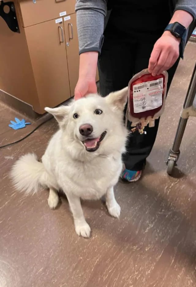 Fluffy white dog sitting on a tile floor beside a person holding a bag of red liquid