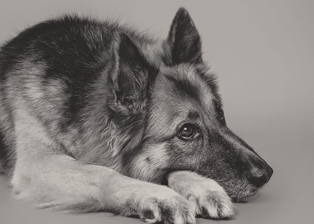 CityVet | Charlotte Uptown Veterinary Clinic & Urgent Care - Charlotte