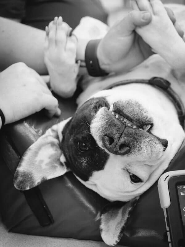 Black and white photo of a dog lying on its back while several hands hold its paws