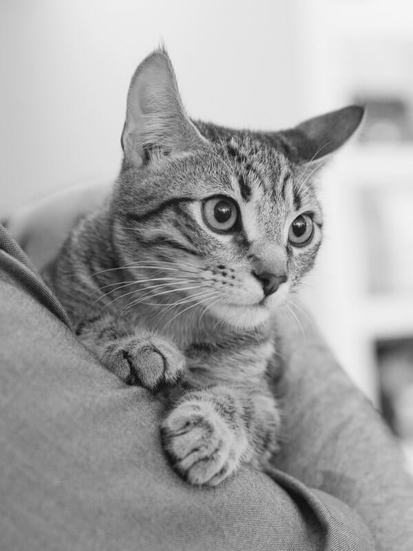 Black and white photo of a striped cat with wide eyes resting its paws on grey fabric