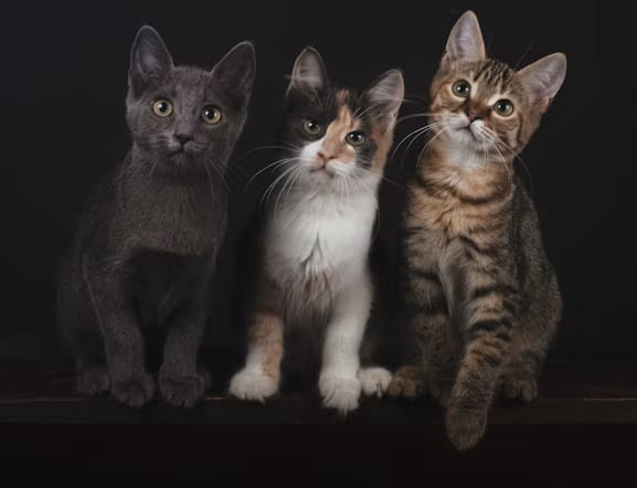 Three kittens, one grey, one calico and one brown tabby, sitting side by side on a dark background